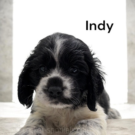 puppy, for, sale, Cocker Spaniel, Joe & Cherri  Overlease, dog, breeder, Miller, MO, dog-breeder, puppy-for-sale, forsale, nearby, find, puppyfind, locator, puppylocator, aca